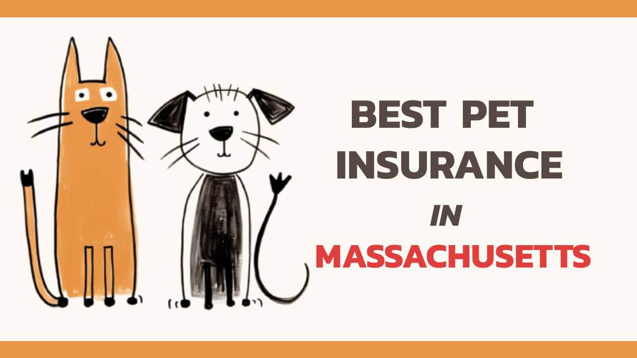 the best pet insurance in Massachusetts