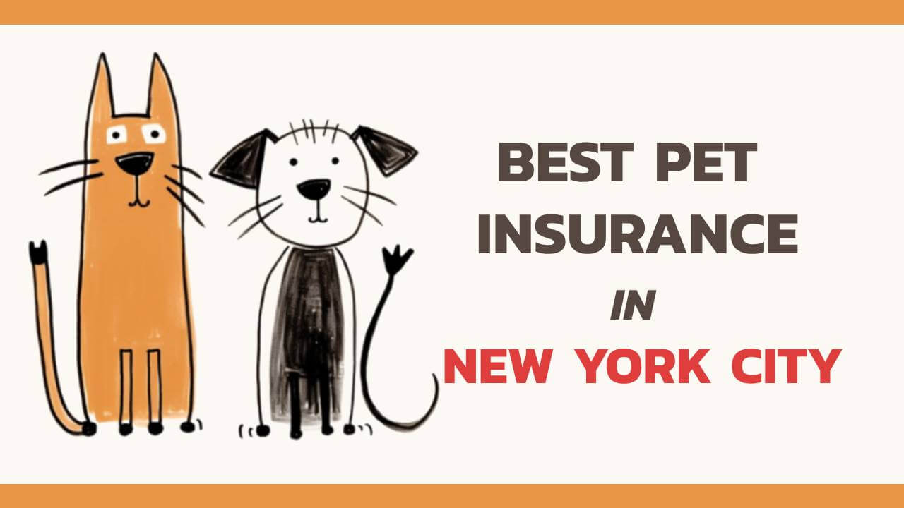 the best pet insurance in New York