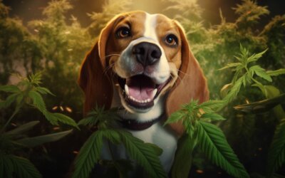 Can Dogs Die From Marijuana?