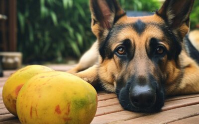 Can Dogs Eat Mangoes?