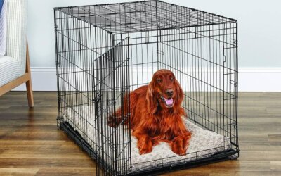 The 5 Best Dog Crates