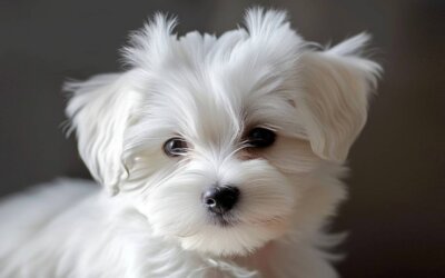 Top 10 White Fluffy Dog Breeds