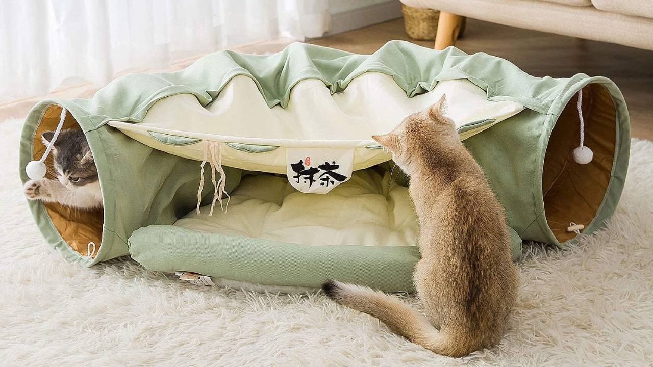 best cat tunnel APC review