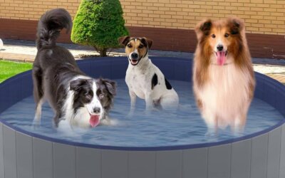 The Best Large Dog Pools of 2024
