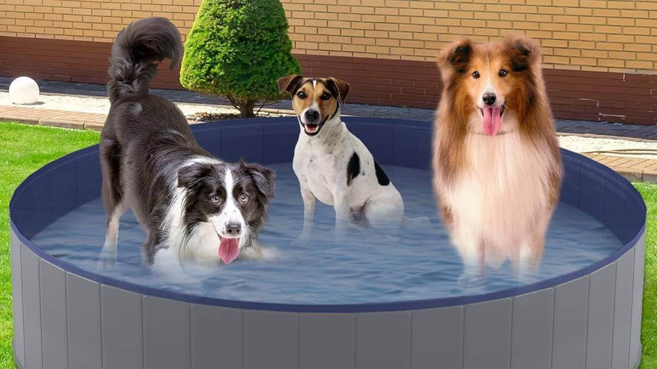 best large dog pools