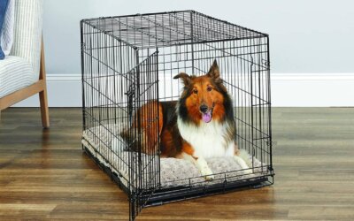 The Best Medium Dog Crates
