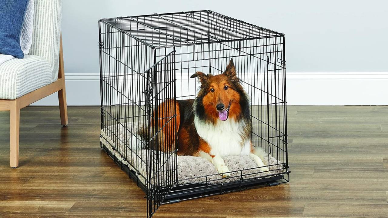 best medium dog crates