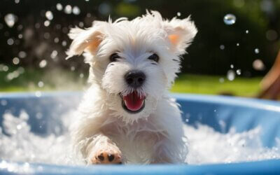 The Best Puppy Pools in 2024
