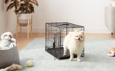 Best Small Dog Crates of 2024