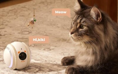 Cat Cameras: Discover the Best Options