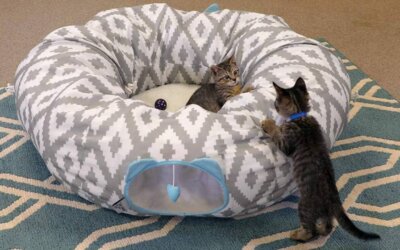 The Best Cat Tunnel Beds of 2024