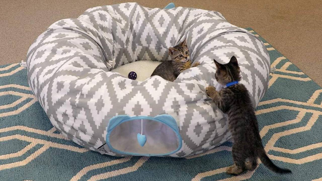 the best cat tunnel bed of 2024