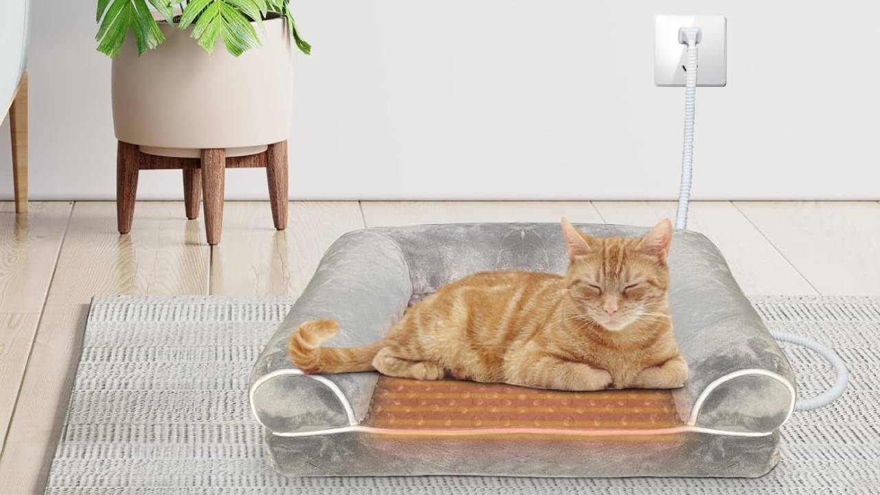the best heated cat beds for indoor use