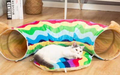 The Best Large Cat Tunnels