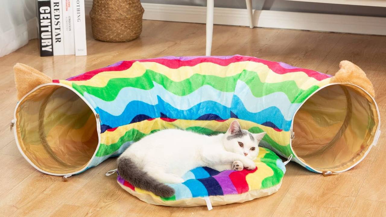 the best large cat tunnel