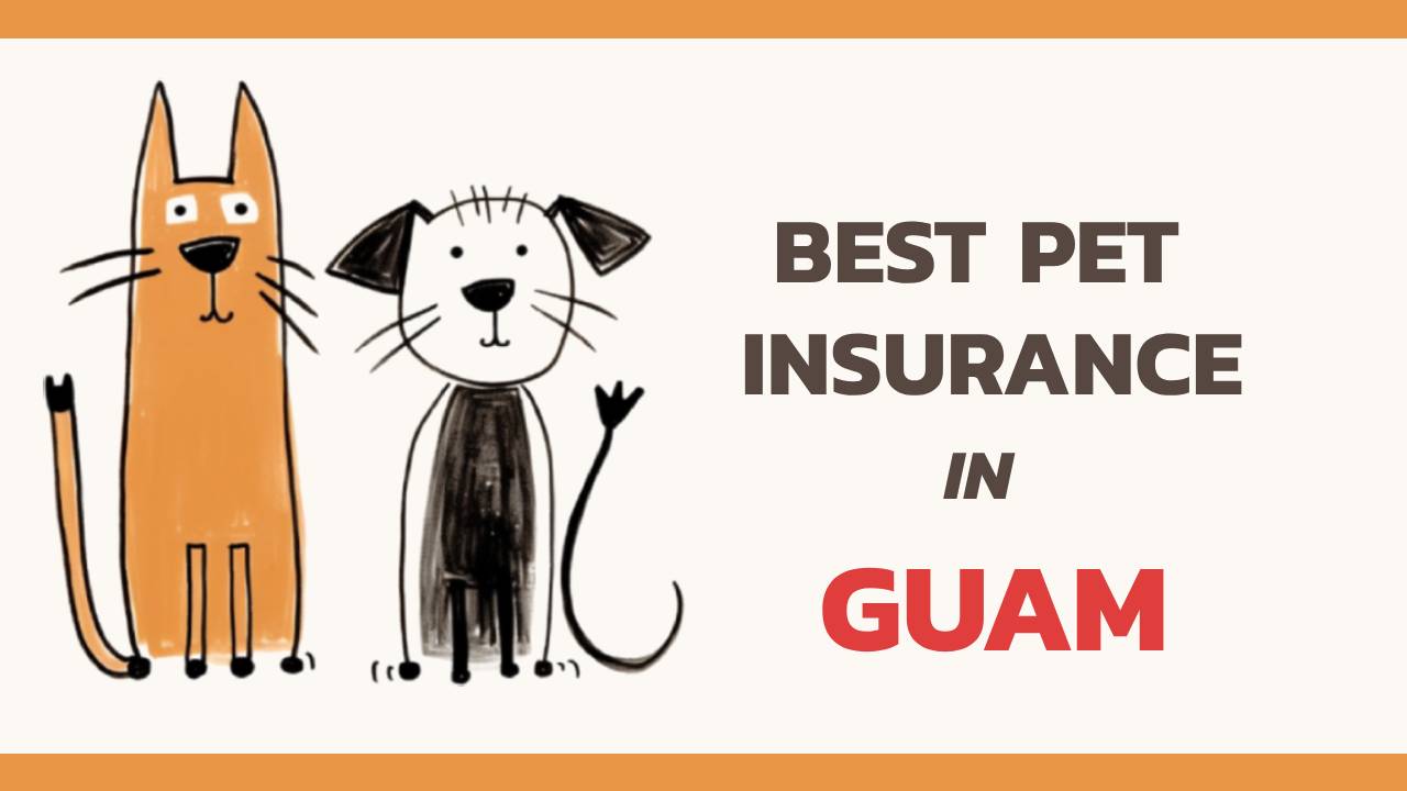 the best pet insurance in Guam