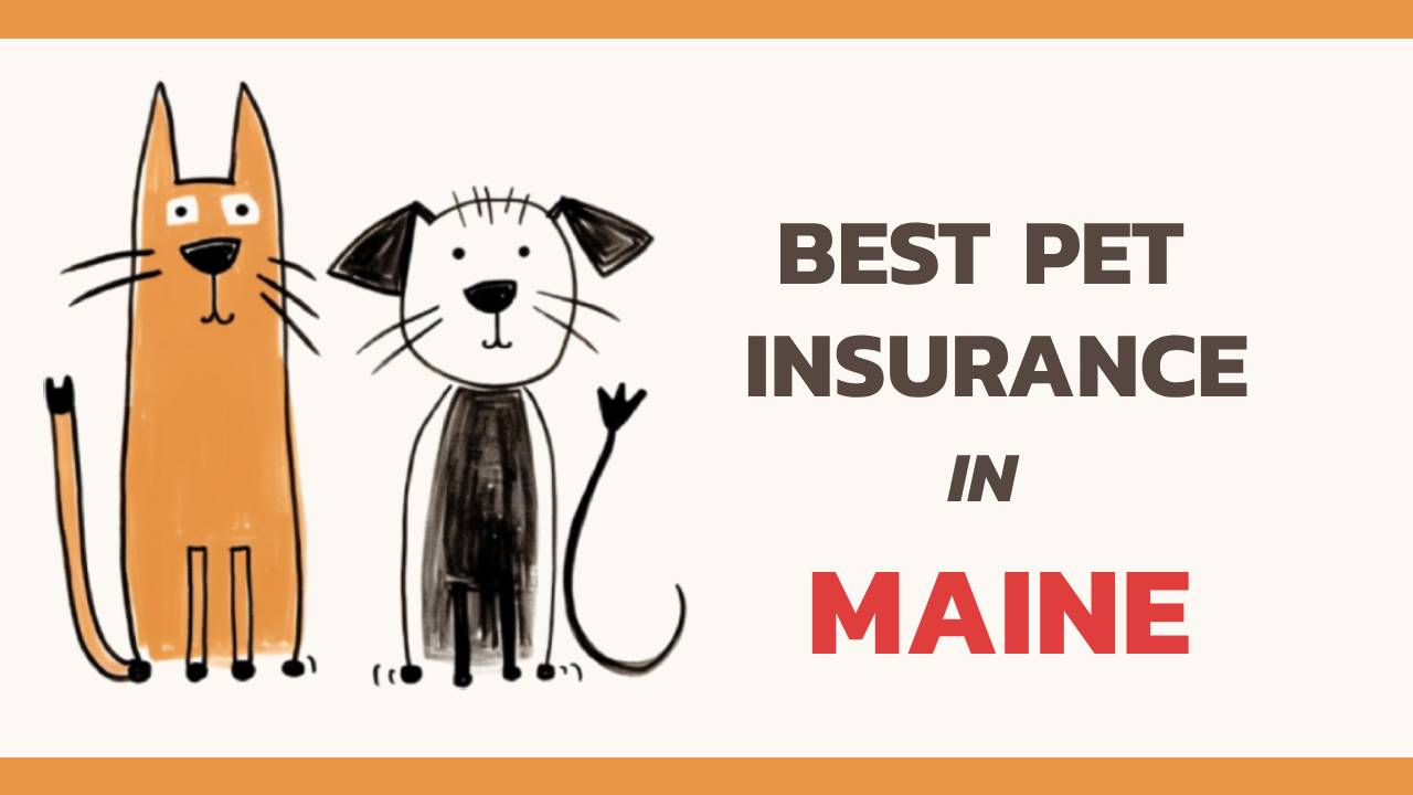 the best pet insurance in Maine
