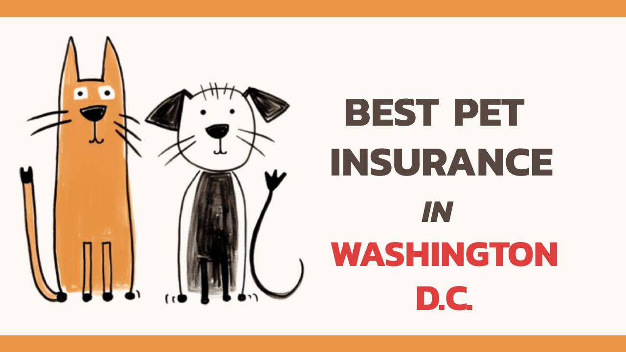 the best pet insurance in Washington, D.C.