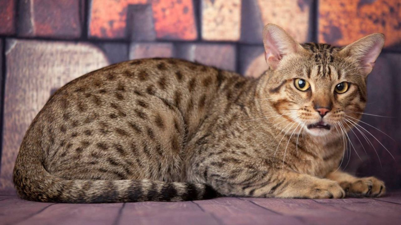 Egyptian Mau cat breed