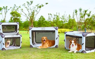 5 Best Collapsible Dog Crates
