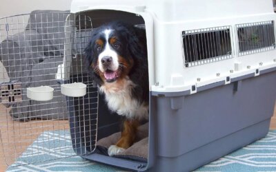 Best Dog Travel Crates of 2024