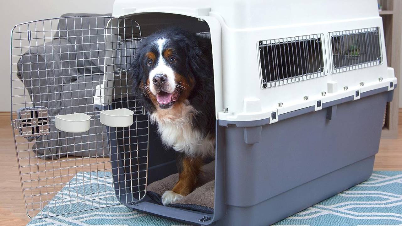 best dog travel crates
