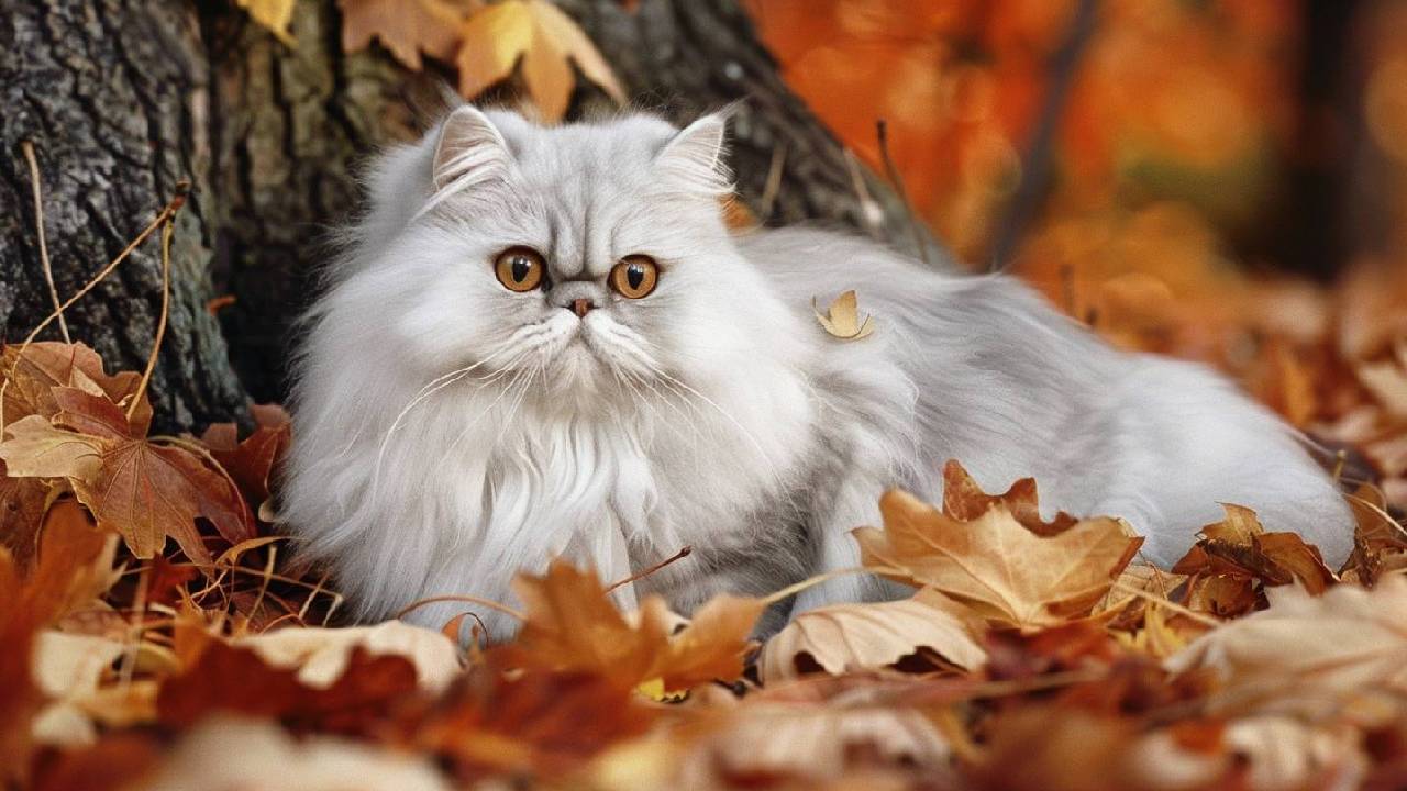 persian cat breed picture