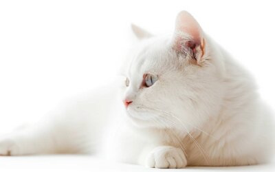 70+ White Cat Names