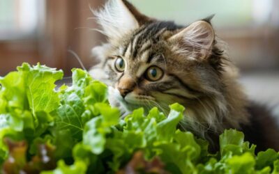 Can Cats Eat Lettuce: Safety & Health Benefits